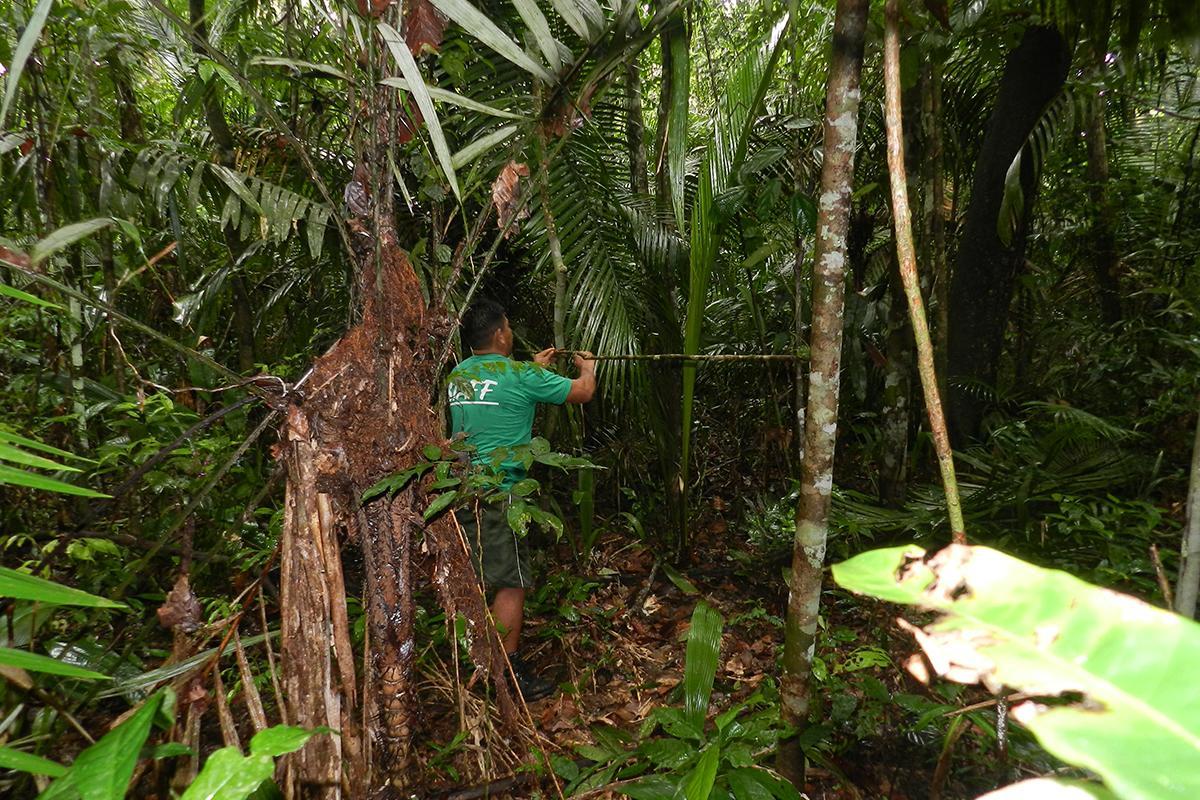 Amazon Turtle Lodge Careiro Dış mekan fotoğraf
